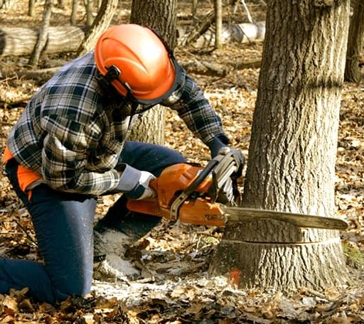 Tree Removal in Longdale, OK